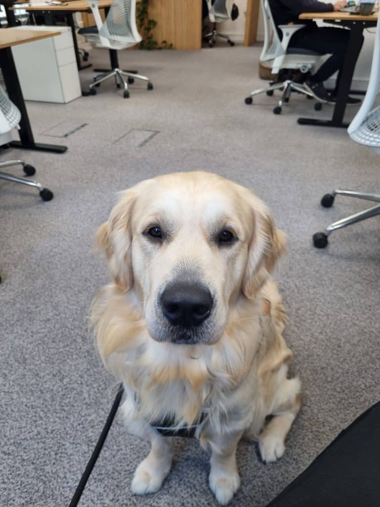 A blonde dog sat amongst desks in an office.